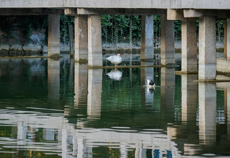 a white duck swimming in the water under a bridge