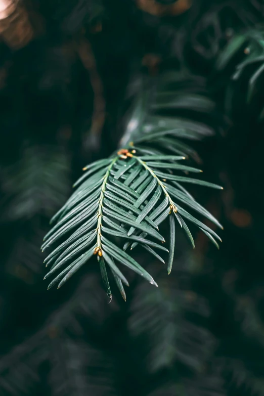 green foliage on dark background with focus to the green leaves