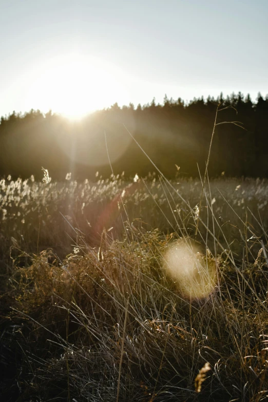 the sun is shining in the field on the horizon