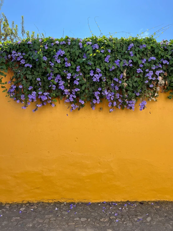 blue and purple flowers are hanging on a yellow wall