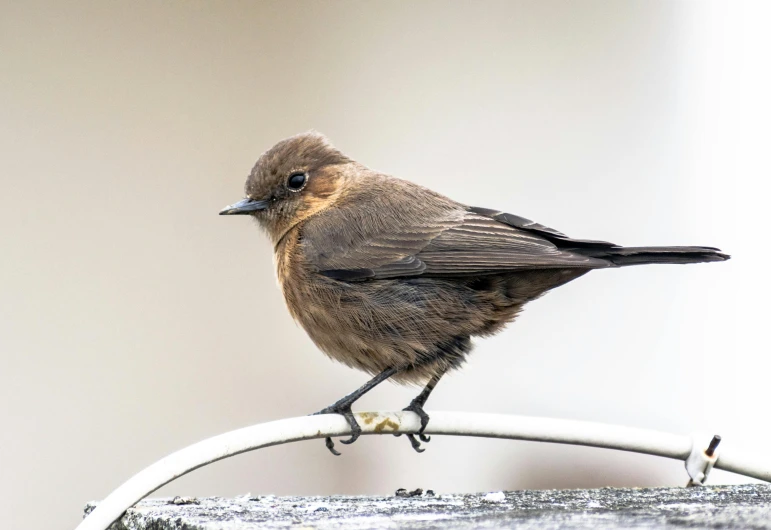 a little brown bird sitting on top of a metal bar