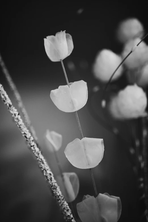 black and white po of a flower arrangement