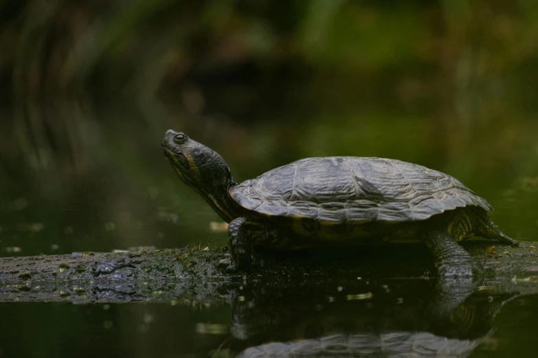 an image of a turtle swimming on water