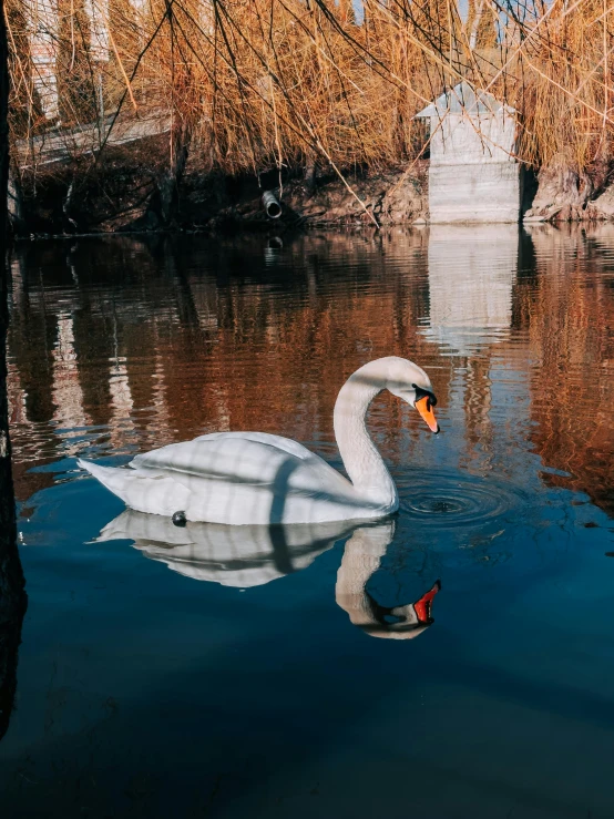 white bird on lake in daytime with shadow