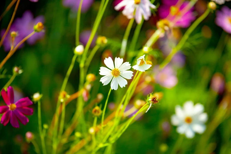 some flowers are in the grass with others