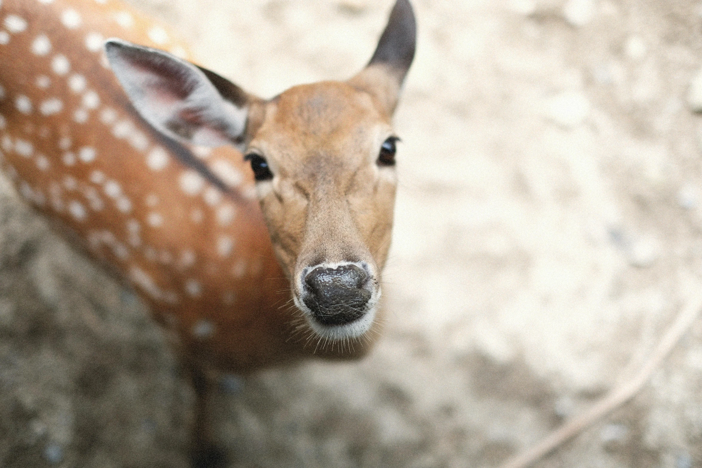 a young deer with a white face and large antlers
