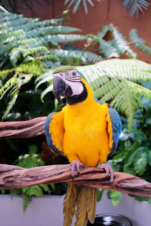 a yellow and blue parrot sitting on top of a nch