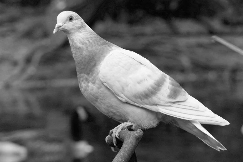 a large bird is perched on the top of a metal pole