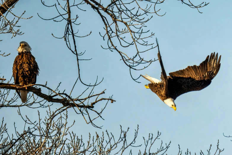 an eagle landing on nch next to another