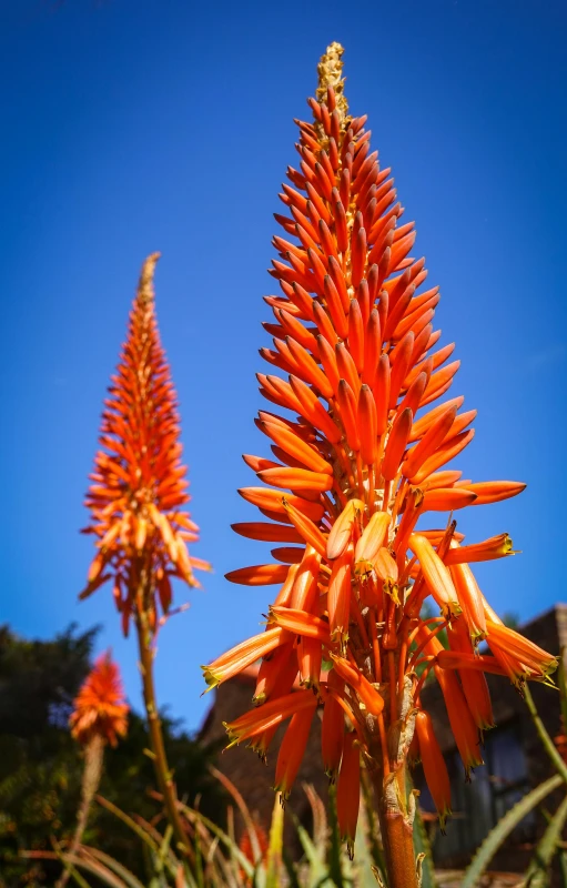 a red plant with large orange flowers on it's head