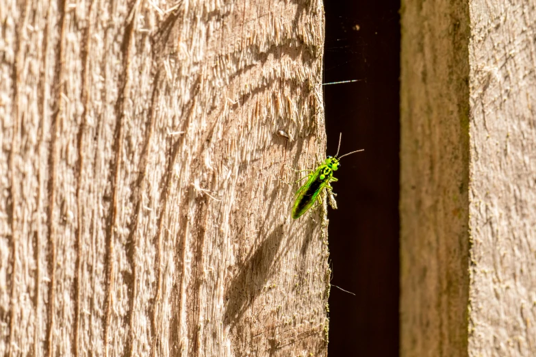 an insect is standing on a wooden surface