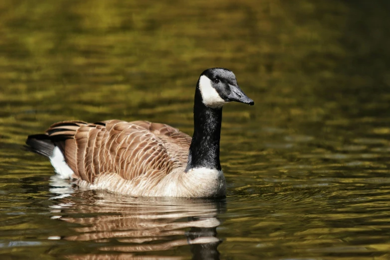 a duck swimming on top of a body of water