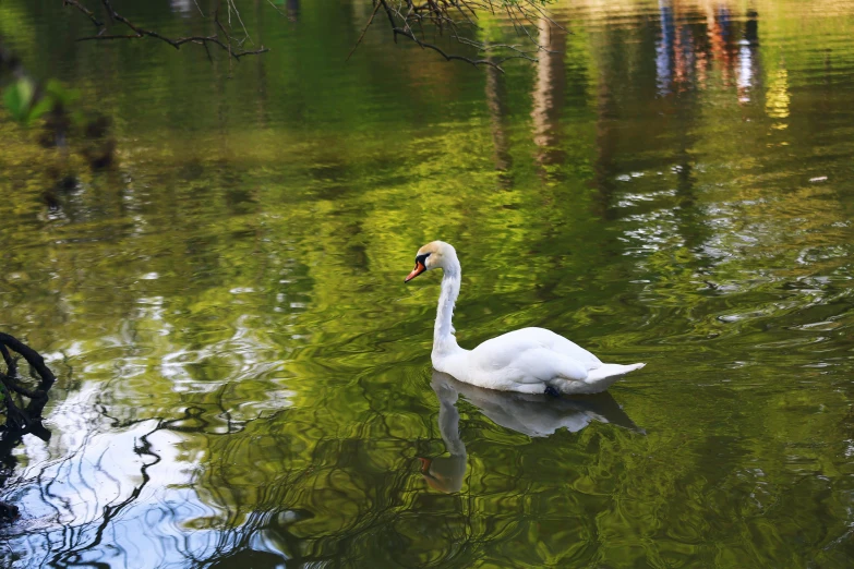 a white swan swimming on the water with its head in it's mouth