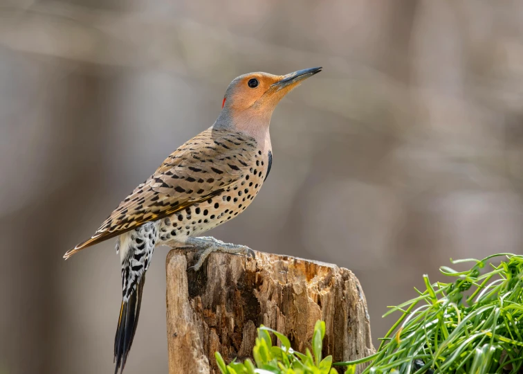 a bird that is standing on some wood