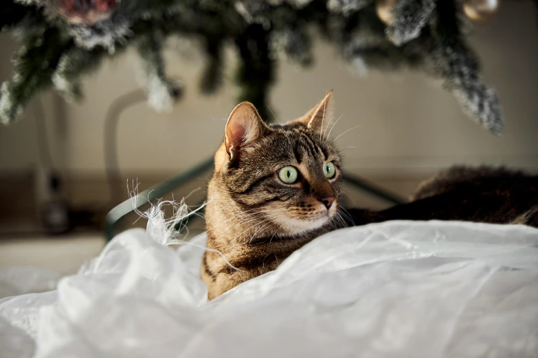 a cat lying on a bed with white sheets