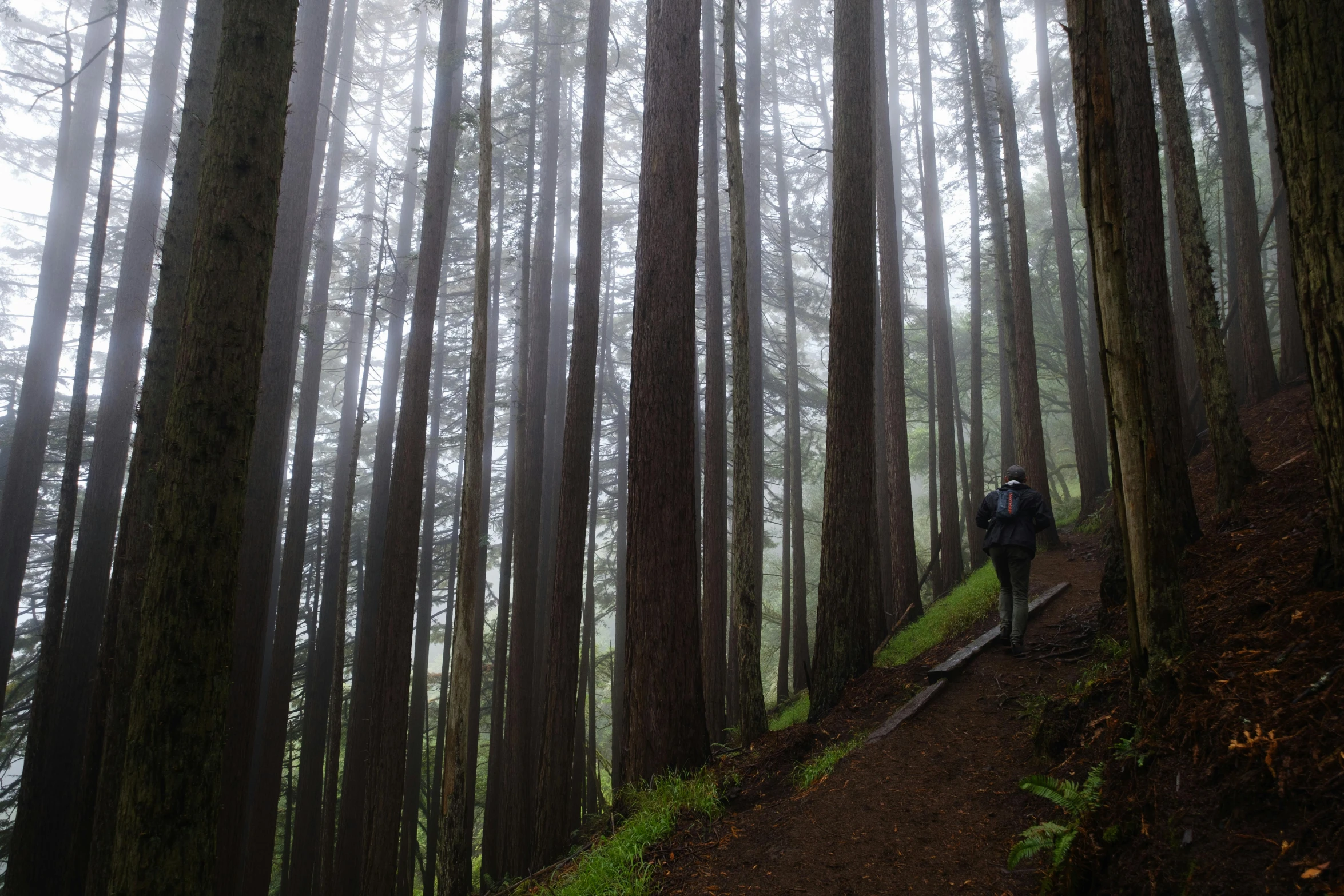 person walking on a path through the woods