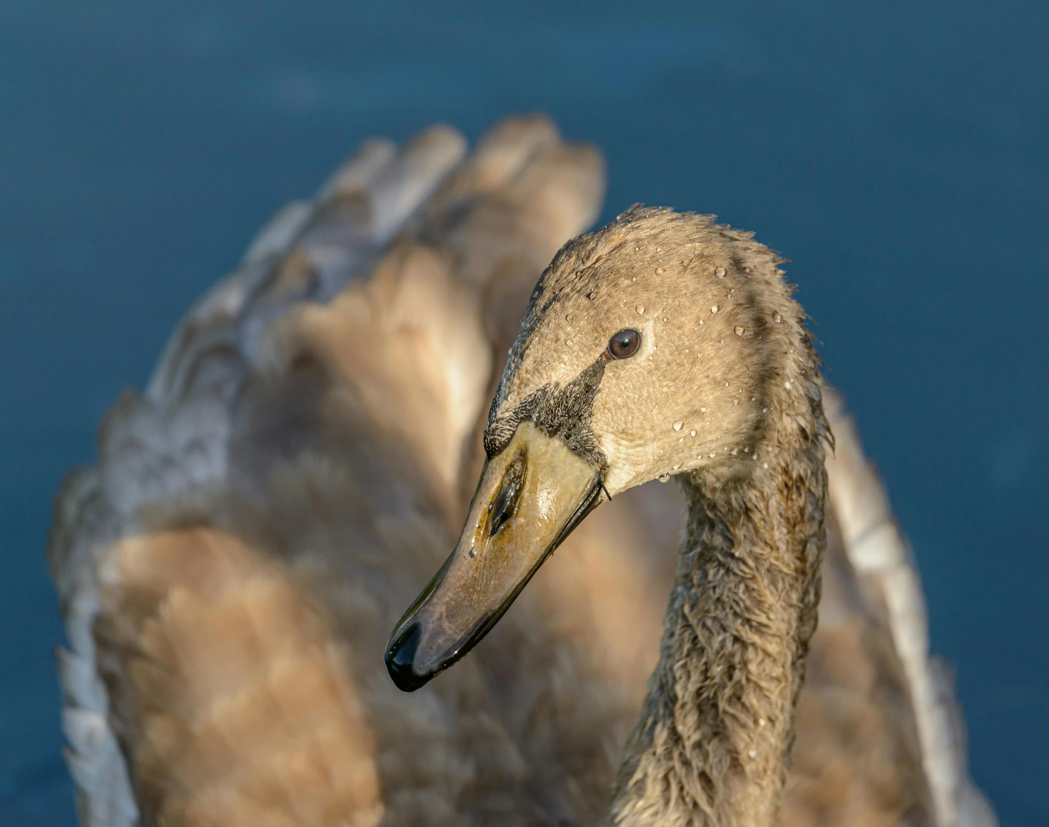 the large bird is in the water looking towards the camera