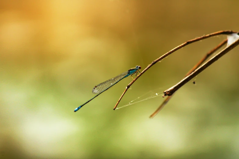 a single dragonfly rests on a twig