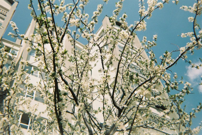 white blossoms in bloom near a large building