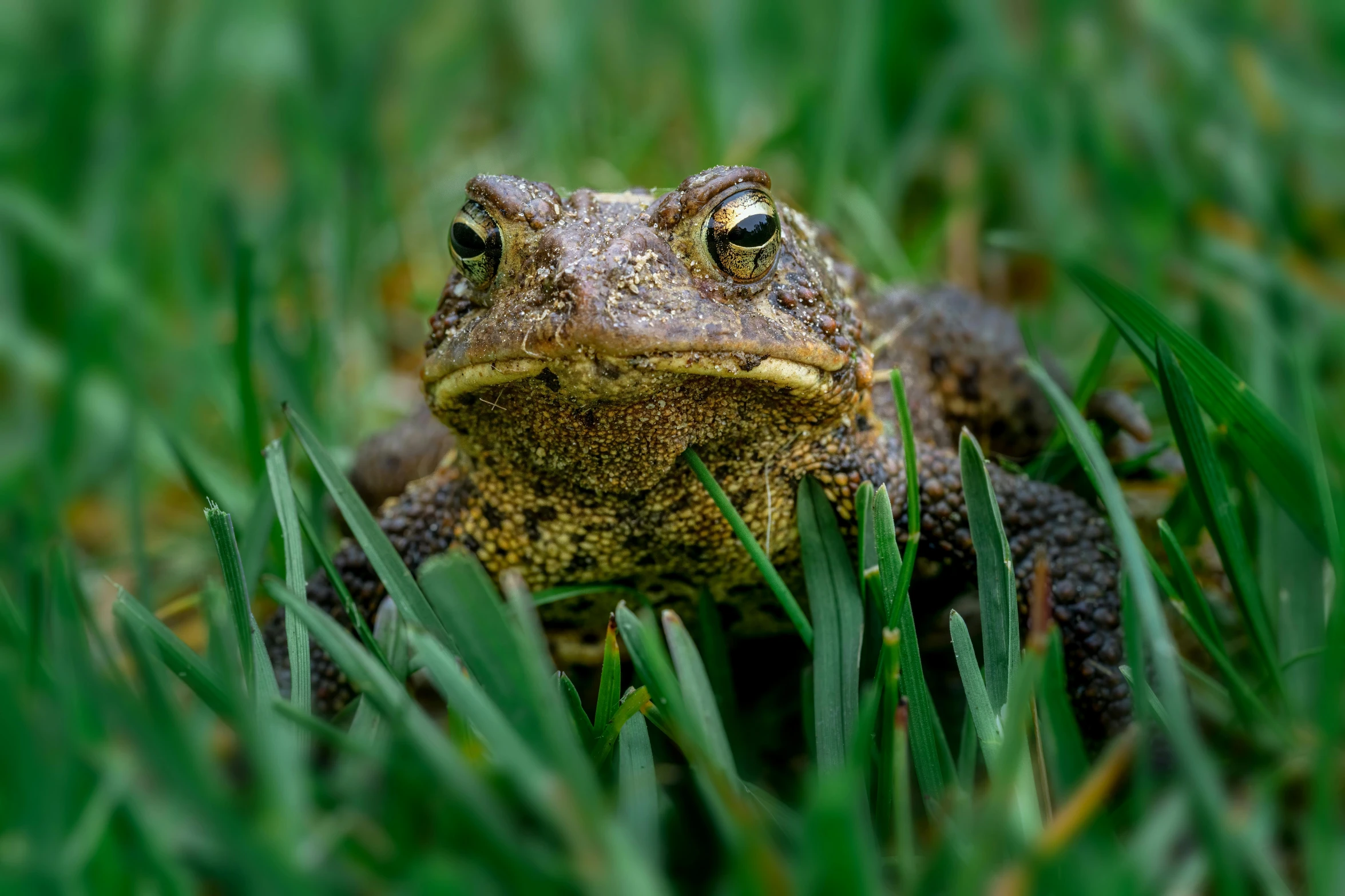 a close up of a frog sitting in the grass