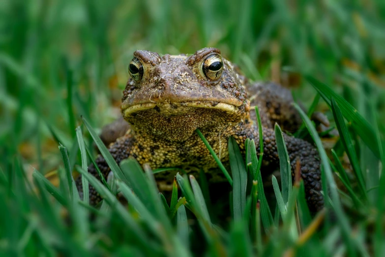 a close up of a frog sitting in the grass