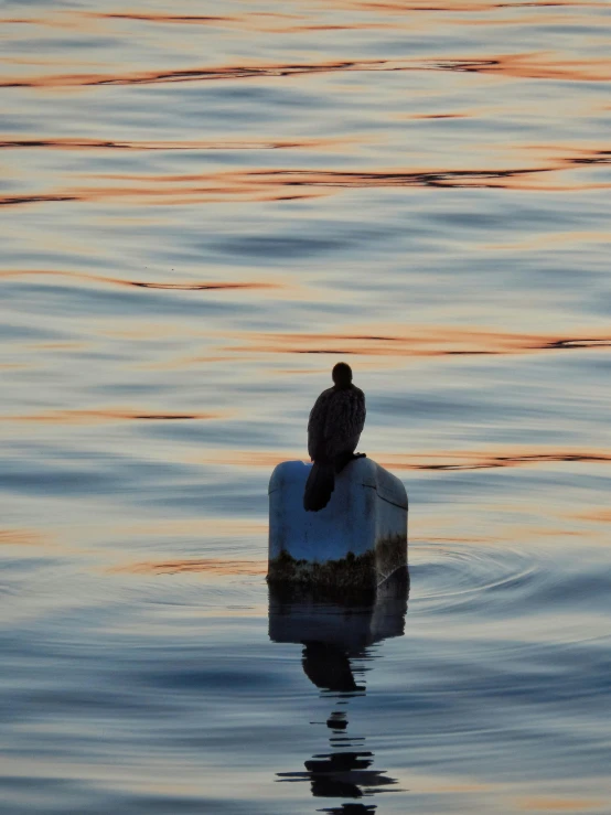 a bird sits on top of a rock in the water