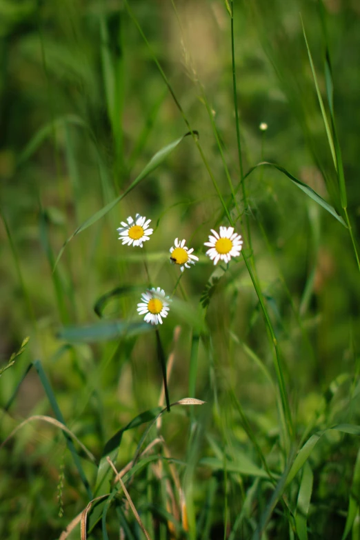 three daisies growing in the grass by itself