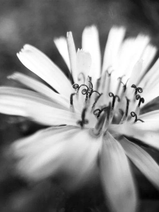 black and white pograph of a flower in bloom