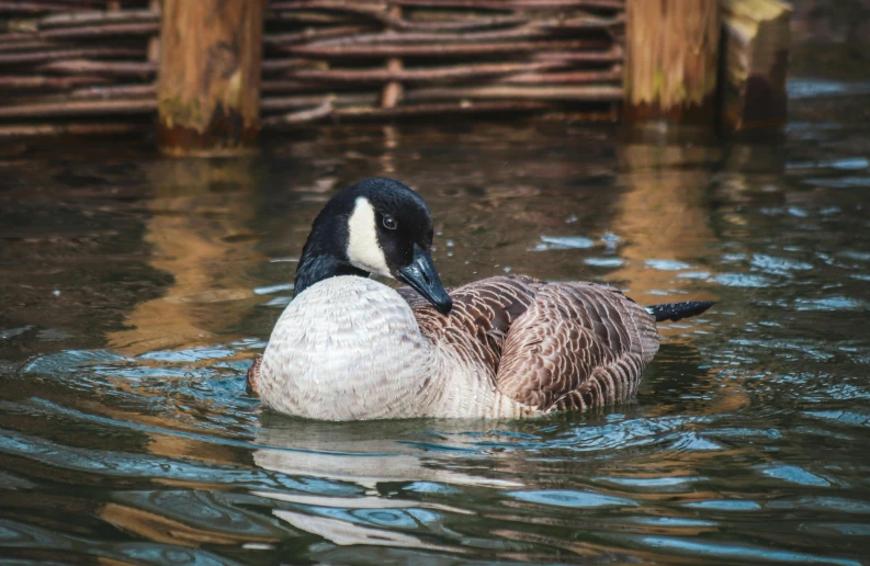 a goose in the water near some wooden rafters