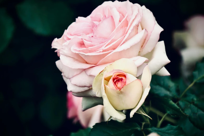 the large, pale colored roses are blooming near each other