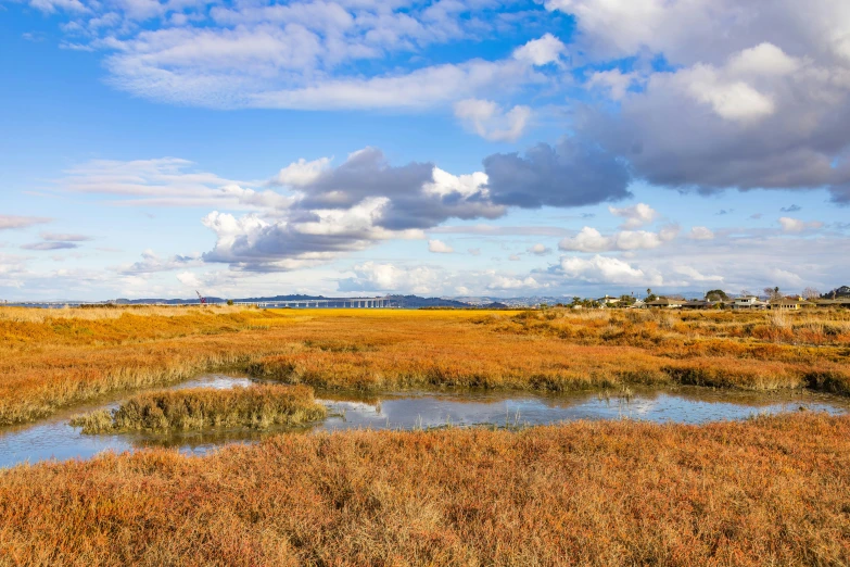 the dry yellow grass with water under a cloudy sky