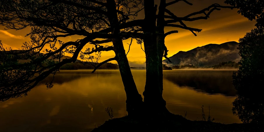 a tree that is standing in the water