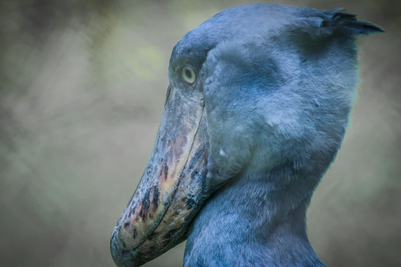 a bird that is standing in the dirt