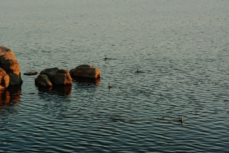 birds and rocks in a body of water