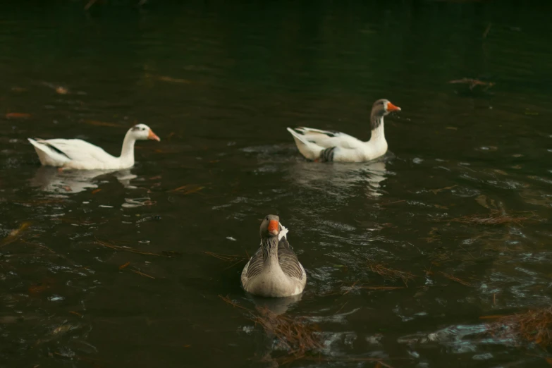 three ducks in the water with one looking down