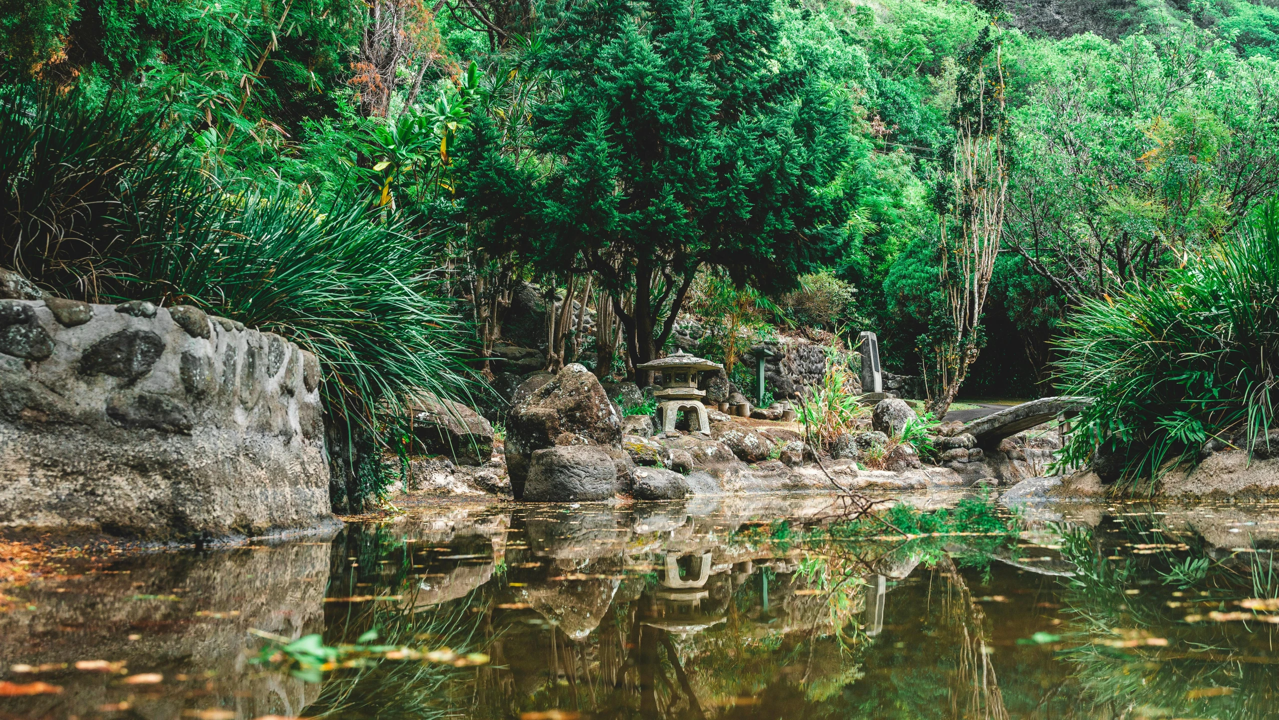 water with trees and plants in the background