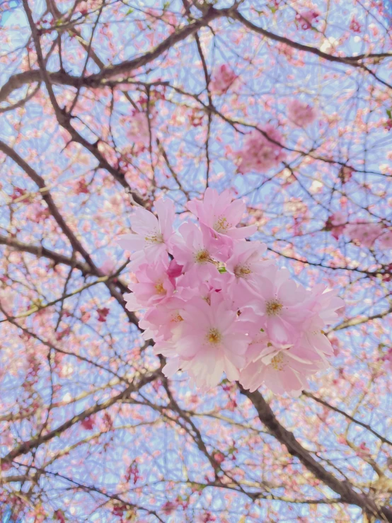 flower is on the nch of the tree