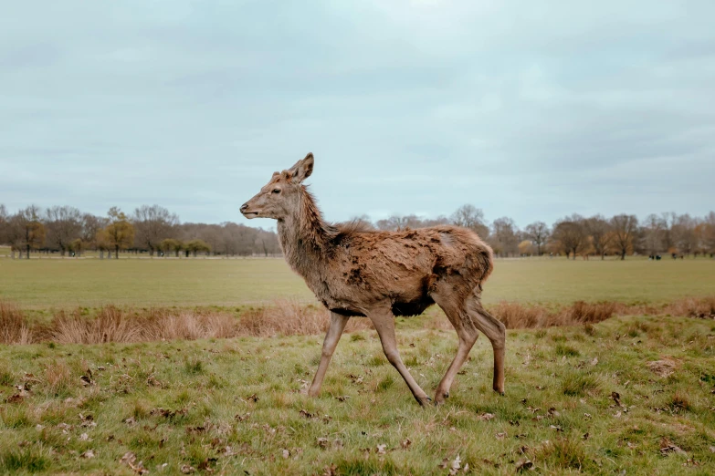 a deer standing on top of a grass covered field