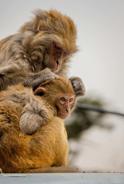 a mother monkey holding a baby monkey with its arms