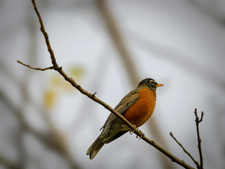 a small bird is sitting on the twig