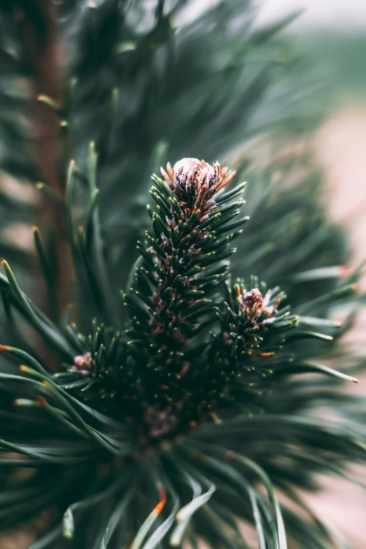 the close up of a pine tree nch