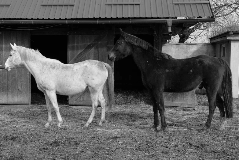 two horses stand next to each other in front of a barn