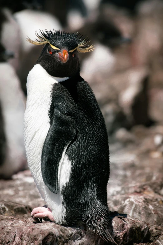 a penguin is standing on a rock and wearing spiked horns