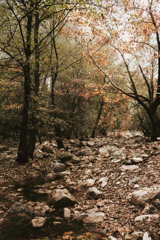 there is a tree near some rocks in the forest