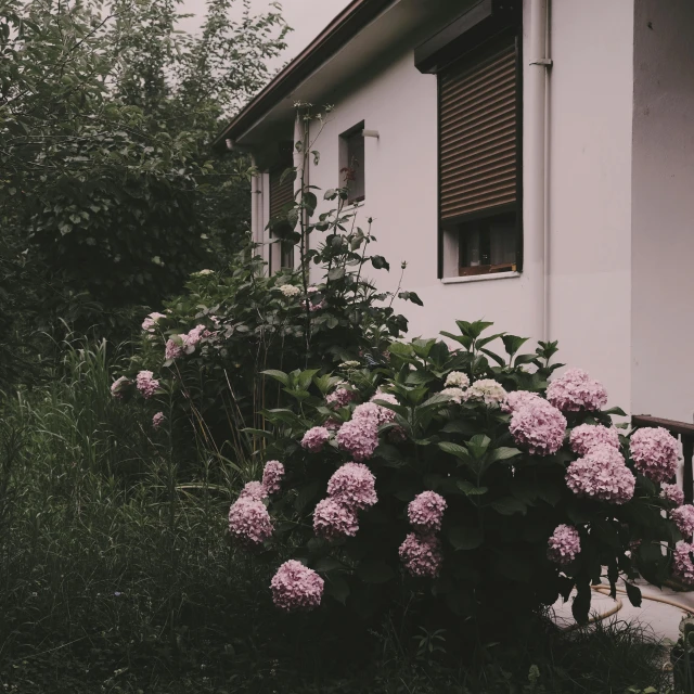 a white building with a window and bushes