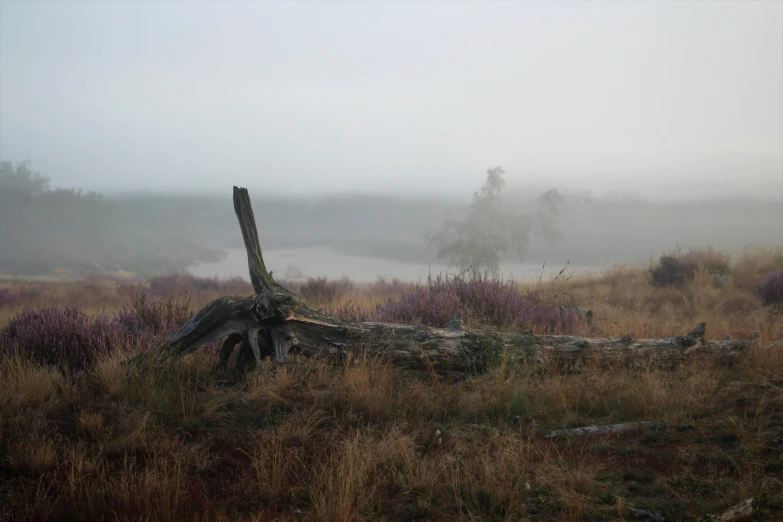 a fallen log lying in the grass