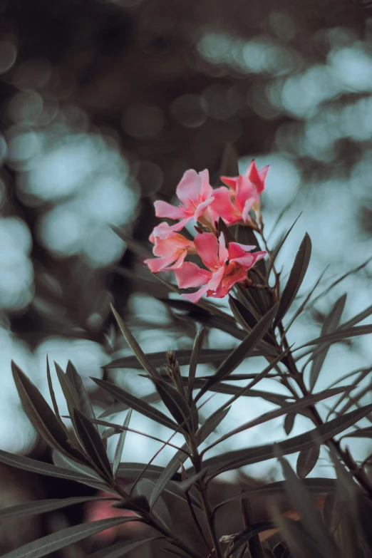 pink flowers with leaves in background on a sunny day