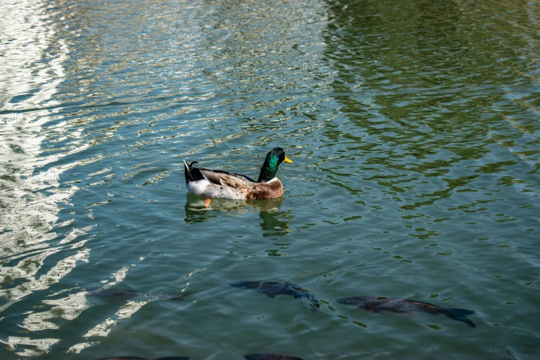 a group of fish swimming in the water