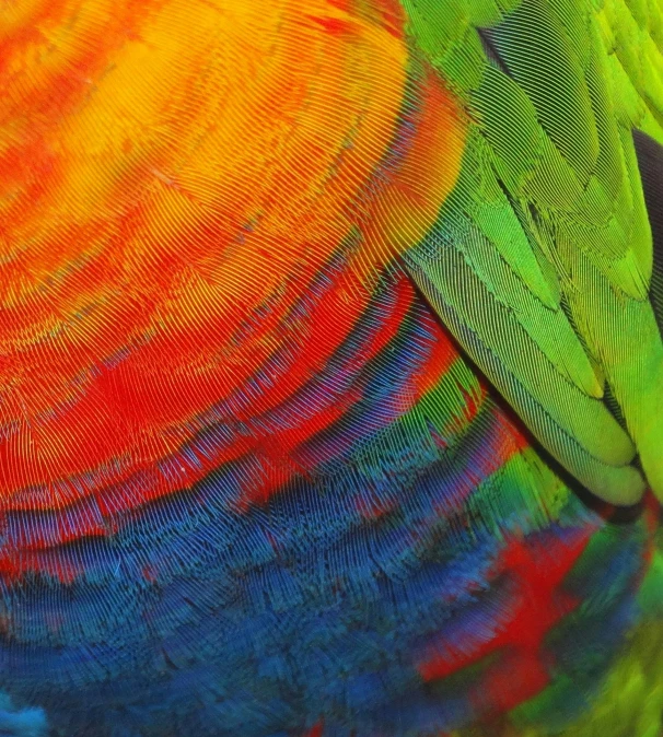 colorful feathers are painted on the back side of a bird