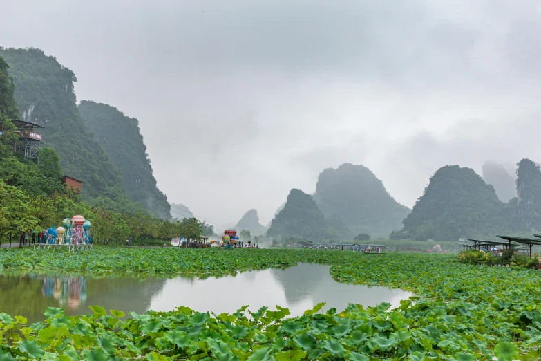 a field and green plants in front of mountains